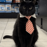 Jeremy the Manager playlist cover