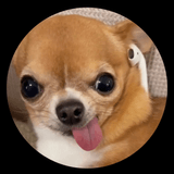 pipinofina playlist cover